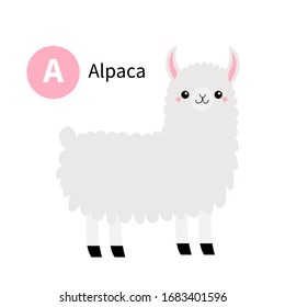 Letter A. Alpaca llama. Zoo animal alphabet. Funny lama. English abc with cute cartoon kawaii funny baby animals. Education cards for kids. Isolated. White background. Flat design. Vector illustration