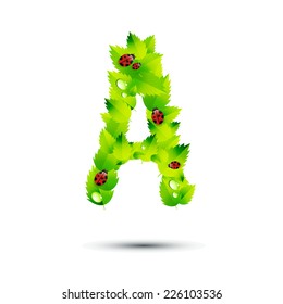 Letter A, vector alphabet of green leaves,ladybugs and water drop on white background