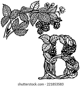 Letter of the alphabet B. Blackberries on a branch.