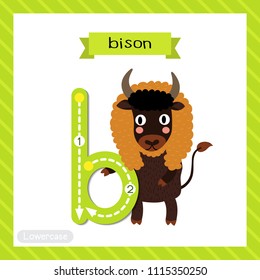 Letter B lowercase cute children colorful zoo and animals ABC alphabet tracing flashcard of Bison standing on two legs for kids learning English vocabulary and handwriting vector illustration.
