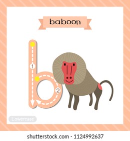 Letter B lowercase cute children colorful zoo and animals ABC alphabet tracing flashcard of Baboon for kids learning English vocabulary and handwriting vector illustration.