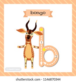 Letter B lowercase cute children colorful zoo and animals ABC alphabet tracing flashcard of Bongo standing on two legs for kids learning English vocabulary and handwriting vector illustration.
