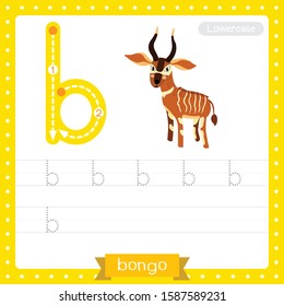 Letter B lowercase cute children colorful zoo and animals ABC alphabet tracing practice worksheet of Standing Bongo for kids learning English vocabulary and handwriting vector illustration.
