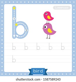 Letter B lowercase cute children colorful zoo and animals ABC alphabet tracing practice worksheet of colorful Bird for kids learning English vocabulary and handwriting vector illustration.
