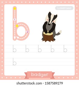 Letter B lowercase cute children colorful zoo and animals ABC alphabet tracing practice worksheet of Badger for kids learning English vocabulary and handwriting vector illustration.