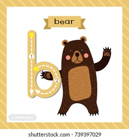 Letter B lowercase cute children colorful zoo and animals ABC alphabet tracing flashcard of Standing Bear raising two hands for kids learning English vocabulary and handwriting vector illustration.