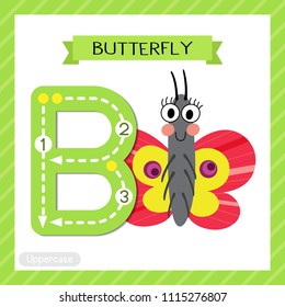 Letter B uppercase cute children colorful zoo and animals ABC alphabet tracing flashcard of Butterfly for kids learning English vocabulary and handwriting vector illustration.