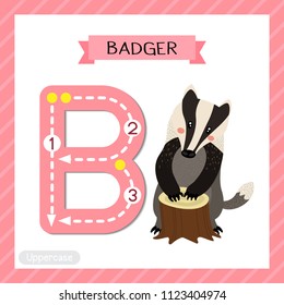 Letter B uppercase cute children colorful zoo and animals ABC alphabet tracing flashcard of Badger for kids learning English vocabulary and handwriting vector illustration.