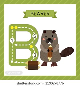 Letter B uppercase cute children colorful zoo and animals ABC alphabet tracing flashcard of standing Beaver holding a log for kids learning English vocabulary and handwriting vector illustration.