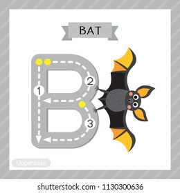 Letter B uppercase cute children colorful zoo and animals ABC alphabet tracing flashcard of Bat for kids learning English vocabulary and handwriting vector illustration.