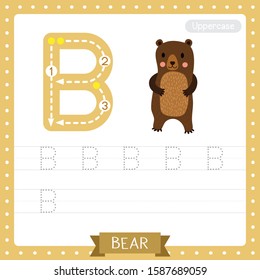 Letter B uppercase cute children colorful zoo and animals ABC alphabet tracing practice worksheet of Standing Bear  for kids learning English vocabulary and handwriting vector illustration.