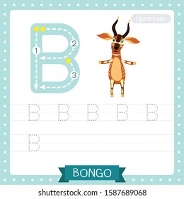 Letter B uppercase cute children colorful zoo and animals ABC alphabet tracing practice worksheet of Bongo standing on two legs for kids learning English vocabulary and handwriting vector illustration