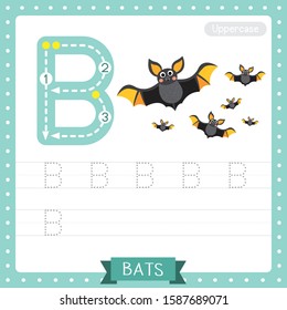 Letter B uppercase cute children colorful zoo and animals ABC alphabet tracing practice worksheet of Flying Bats with bow for kids learning English vocabulary and handwriting vector illustration.