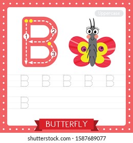 Letter B uppercase cute children colorful zoo and animals ABC alphabet tracing practice worksheet of Butterfly for kids learning English vocabulary and handwriting vector illustration.