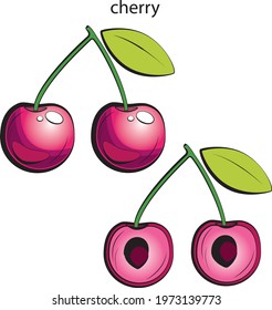 The letter C. Cherry. Color ALPHABET with fruits and vegetables.
