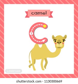 Letter C lowercase cute children colorful zoo and animals ABC alphabet tracing flashcard of Bactrian Camel for kids learning English vocabulary and handwriting vector illustration.