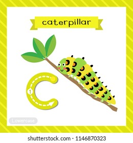 Letter C lowercase cute children colorful zoo and animals ABC alphabet tracing flashcard of Caterpillar crawling on the branch for kids learning English vocabulary and handwriting vector illustration.