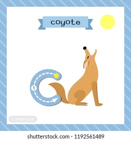 Letter C lowercase cute children colorful zoo and animals ABC alphabet tracing flashcard of Howling Coyote for kids learning English vocabulary and handwriting vector illustration.