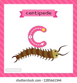 Letter C lowercase cute children colorful zoo and animals ABC alphabet tracing flashcard of Centipede for kids learning English vocabulary and handwriting vector illustration.