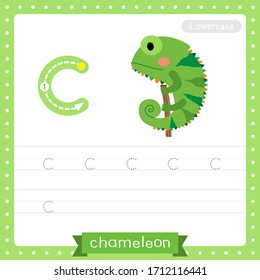 Letter C lowercase cute children colorful zoo and animals ABC alphabet tracing practice worksheet of Chameleon for kids learning English vocabulary and handwriting vector illustration.