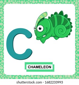 Letter C uppercase with cute cartoon Green Chameleon isolated on white background. Funny colorful flashcard Zoo and animals ABC alphabet. Education card for kids learning English vocabulary. VectorEPS