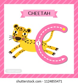 Letter C uppercase cute children colorful zoo and animals ABC alphabet tracing flashcard of Jumping Cheetah for kids learning English vocabulary and handwriting vector illustration.