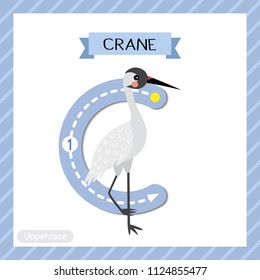 Letter C uppercase cute children colorful zoo and animals ABC alphabet tracing flashcard of Standing Crane bird for kids learning English vocabulary and handwriting vector illustration.