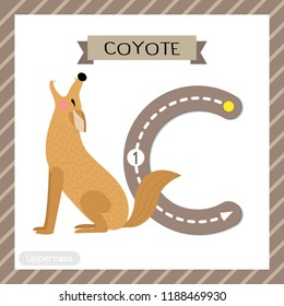Letter C uppercase cute children colorful zoo and animals ABC alphabet tracing flashcard of Howling Coyote for kids learning English vocabulary and handwriting vector illustration.