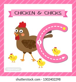 Letter C uppercase cute children colorful zoo and animals ABC alphabet tracing flashcard of Chicken and Chicks for kids learning English vocabulary and handwriting vector illustration.