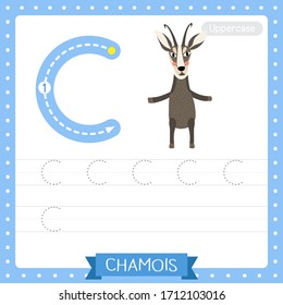 Letter C uppercase cute children colorful zoo and animals ABC alphabet tracing practice worksheet of standing Chamois for kids learning English vocabulary and handwriting vector illustration.