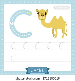 Letter C uppercase cute children colorful zoo and animals ABC alphabet tracing practice worksheet of Bactrian Camel for kids learning English vocabulary and handwriting vector illustration.