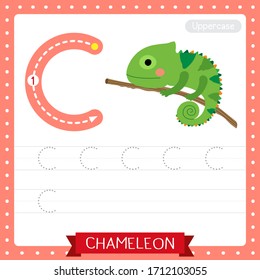 Letter C uppercase cute children colorful zoo and animals ABC alphabet tracing practice worksheet of Green Chameleon for kids learning English vocabulary and handwriting vector illustration.