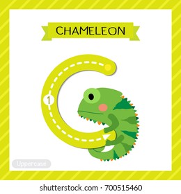 Letter C uppercase cute children colorful zoo and animals ABC alphabet tracing flashcard of Green Chameleon for kids learning English vocabulary and handwriting vector illustration.