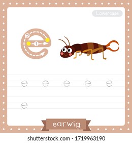 Letter E lowercase cute children colorful zoo and animals ABC alphabet tracing practice worksheet of Crawling Earwig insect for kids learning English vocabulary and handwriting vector illustration.