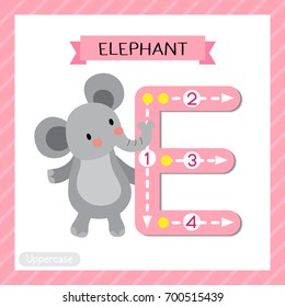 Letter E uppercase cute children colorful zoo and animals ABC alphabet tracing flashcard of Elephant standing on two legs for kids learning English vocabulary and handwriting vector illustration.