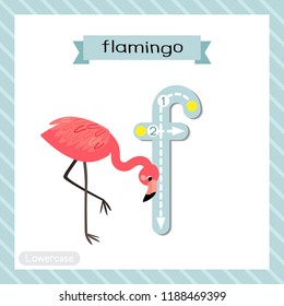 Letter F lowercase cute children colorful zoo and animals ABC alphabet tracing flashcard of Standing Flamingo for kids learning English vocabulary and handwriting vector illustration.