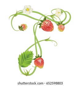 Letter F Strawberry font. Red Berry lettering alphabet. Vector realistic illustration ABC. Design for grocery, farmers market, tea, natural cosmetics, summer garden design element.