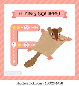 Letter F uppercase cute children colorful zoo and animals ABC alphabet tracing flashcard of Flying Squirrel for kids learning English vocabulary and handwriting vector illustration.