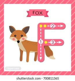 Letter F uppercase cute children colorful zoo and animals ABC alphabet tracing flashcard of Standing Fox for kids learning English vocabulary and handwriting vector illustration.