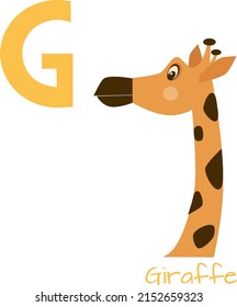 The letter G in the alphabet with the image of an animal Giraffe
