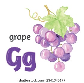 Letter G of the English alphabet with the image of a grape in watercolor on a white background. Сhildren's drawing.