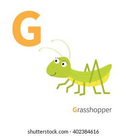 Letter G Grasshopper Zoo alphabet. Insect. English abc with animals Education cards for kids Isolated White background Flat design Vector illustration