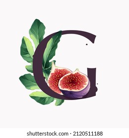 Letter G logo with fresh ripe purple fig fruit and slices with leaf. Vector watercolor hand drawn illustration, isolated on white background.