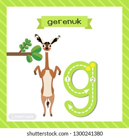 Letter G lowercase cute children colorful zoo and animals ABC alphabet tracing flashcard of Gerenuk eating leaves for kids learning English vocabulary and handwriting vector illustration.
