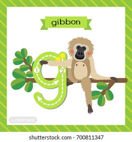 Letter G lowercase cute children colorful zoo and animals ABC alphabet tracing flashcard of Gibbon sitting on branch for kids learning English vocabulary and handwriting vector illustration.