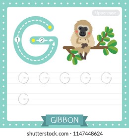 Letter G uppercase cute children colorful zoo and animals ABC alphabet tracing practice worksheet of Gibbon sitting on branch for kids learning English vocabulary and handwriting vector illustration.