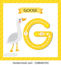 Letter G uppercase cute children colorful zoo and animals ABC alphabet tracing flashcard of Goose for kids learning English vocabulary and handwriting vector illustration.