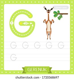 Letter G uppercase cute children colorful zoo and animals ABC alphabet tracing practice worksheet of Standing Gerenuk for kids learning English vocabulary and handwriting vector illustration.