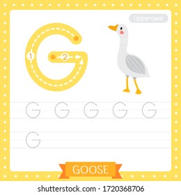 Letter G uppercase cute children colorful zoo and animals ABC alphabet tracing practice worksheet of Goose for kids learning English vocabulary and handwriting vector illustration.