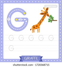 Letter G uppercase cute children colorful zoo and animals ABC alphabet tracing practice worksheet of Giraffe eating leaves for kids learning English vocabulary and handwriting vector illustration.